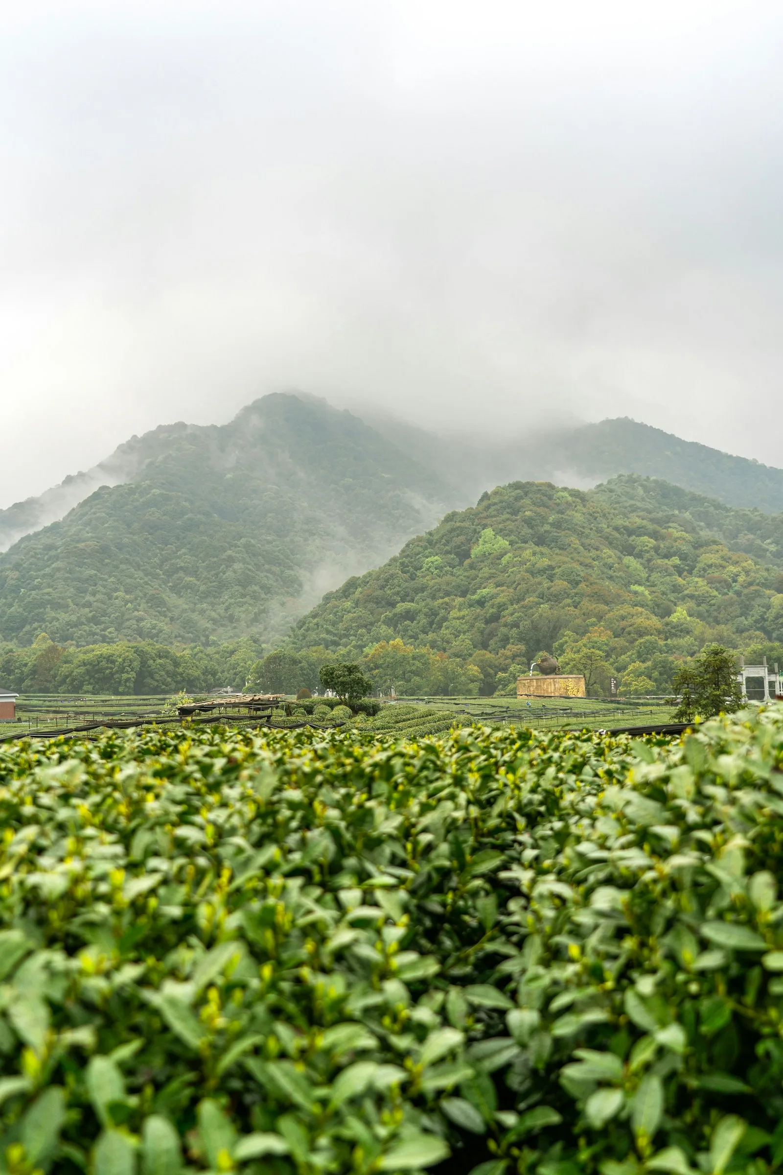 Pale-leaf Anji baicha bushes on a misty Zhejiang hillside.