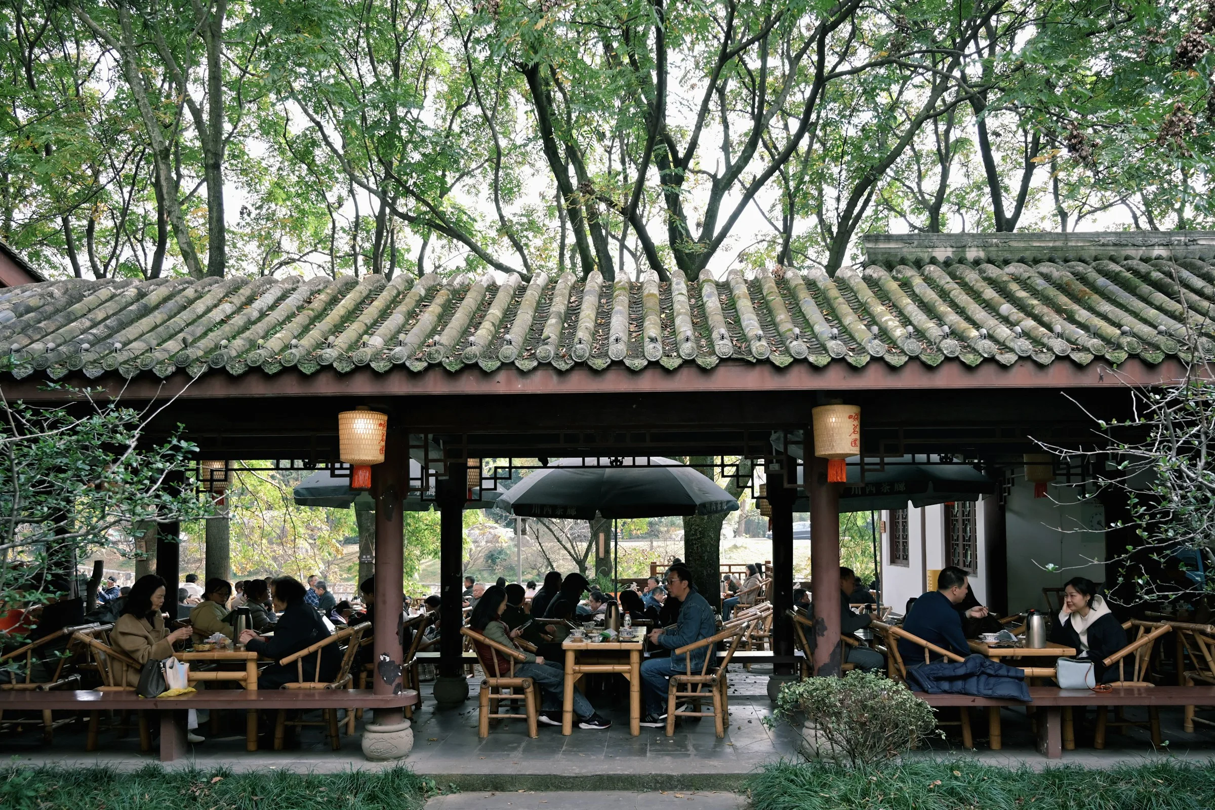 Bamboo armchairs under camphor laurels at a Chengdu teahouse — the city's slowest hour.