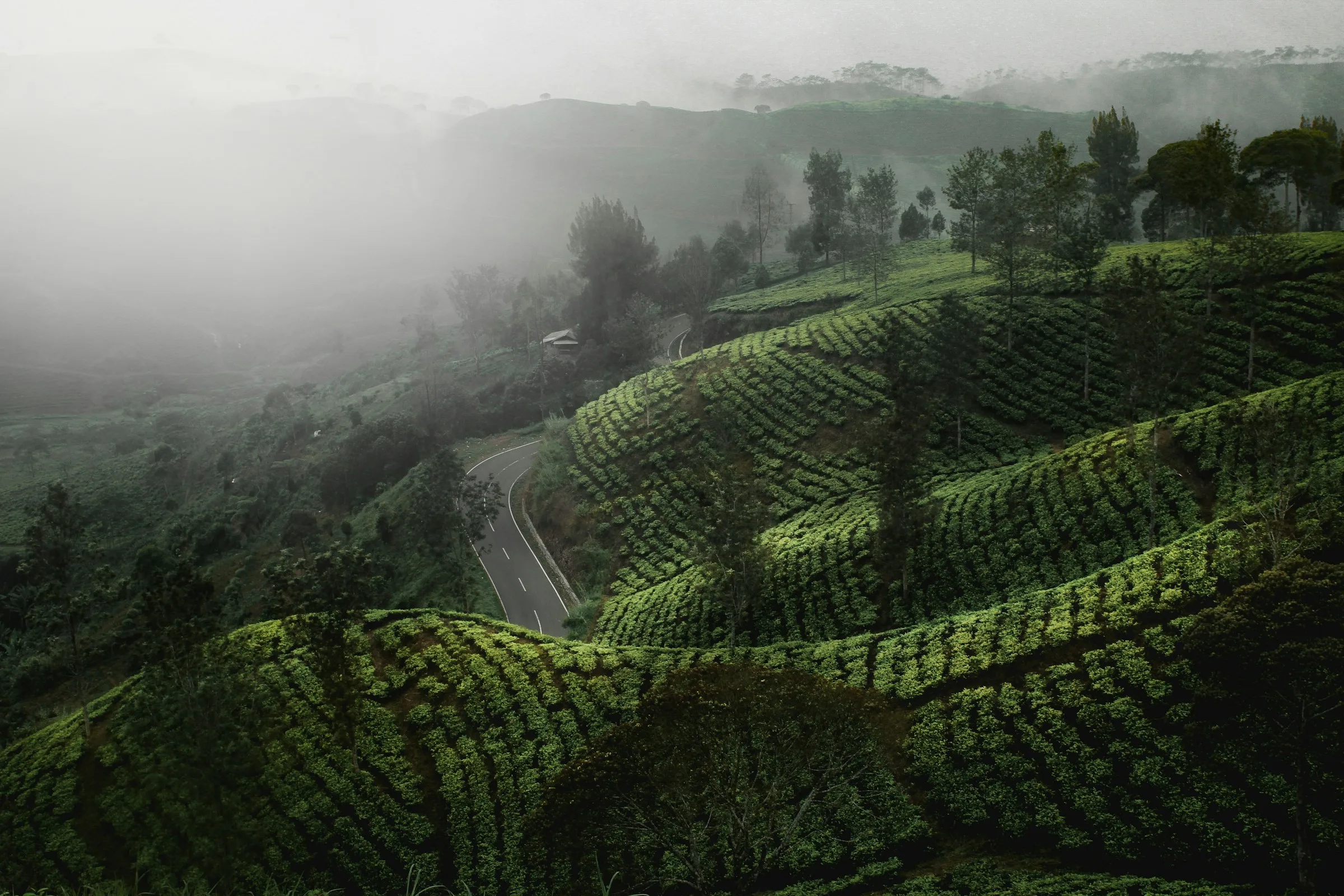 A misty tea plantation hillside in the early morning — analogous to the Pu'er forests of southern Yunnan.